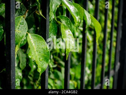 Un primo piano di gocce d'acqua sulle foglie verdi durante la stagione monsonica in India. Foto Stock