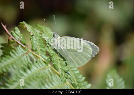 Piccolo Bianco che riposa sul felno Foto Stock