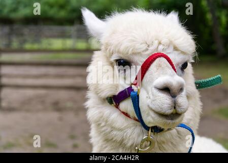 Ritratto di simpatico Alpaca bianco con un sacco di lana. Home Alpaca. Foto Stock