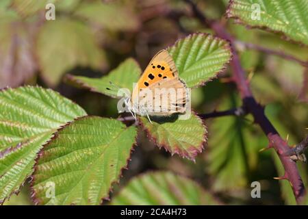 Rame piccolo che riposa su bramble Foto Stock