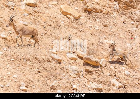 Un gregge di Ibex (Capra ibex nubiana) che si chiede in città. Fotografato a Mitzpe Ramon, Negev, Israele Foto Stock