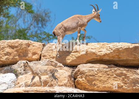 Un gregge di Ibex (Capra ibex nubiana) che si chiede in città. Fotografato a Mitzpe Ramon, Negev, Israele Foto Stock