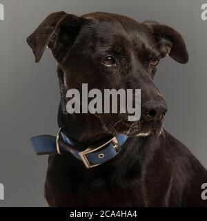 cane nero in studio, sfondo grigio Foto Stock