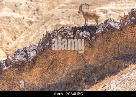 Un gregge di Ibex (Capra ibex nubiana) che si chiede in città. Fotografato a Mitzpe Ramon, Negev, Israele Foto Stock