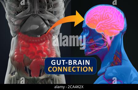 Connessione intestino-cervello o asse del cervello intestinale. Concept art che mostra una connessione tra l'intestino e il cervello. illustrazione 3d. Foto Stock