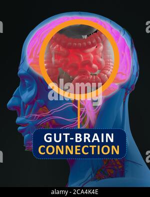 Connessione intestino-cervello o asse del cervello intestinale. Concept art che mostra una connessione tra l'intestino e il cervello. illustrazione 3d. Foto Stock