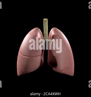 Illustrazione medica dei polmoni umani che mostra i polmoni infetti in arancione brillante. Illustrazione 3D Foto Stock