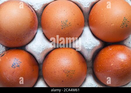 M&S British Farmed Free Range 6 Maran Island uova marroni - da galline che vagano liberamente in un lussureggiante pascolo tra gli alberi e le siepi Foto Stock