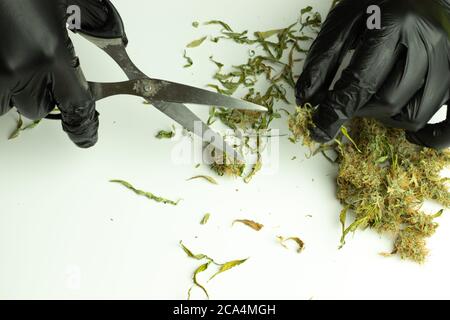 Uomo rifilatura pianta di cannabis con forbici in mano, germogli di marijuana su sfondo bianco vista dall'alto. Industria delle erbacce Foto Stock