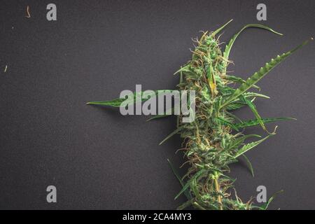 Cannabis marijuana pianta con gemme vista dall'alto su sfondo nero con spazio di copia Foto Stock