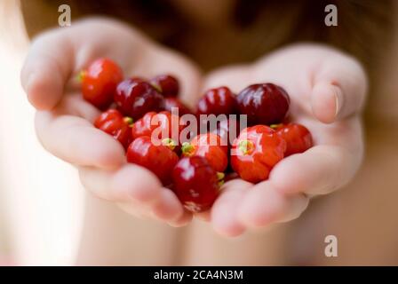 Due mani che offrono allo spettatore una manciata del frutto maturo del Surinam Cherry, (Eugenia uniflora con i nomi comuni Pitanga, Suriname Cherry, brasiliano c Foto Stock