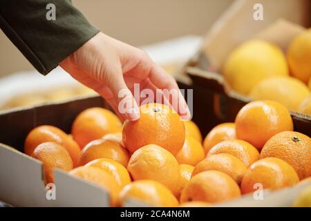 Primo piano di un cliente irriconoscibile che tocca la tangerina nella scatola mentre la sceglie per l'acquisto in negozio Foto Stock