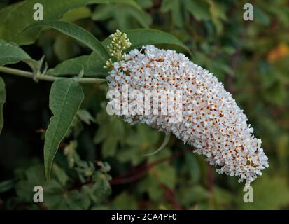 Buddleia bianco Foto Stock