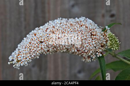 Buddleia bianco Foto Stock