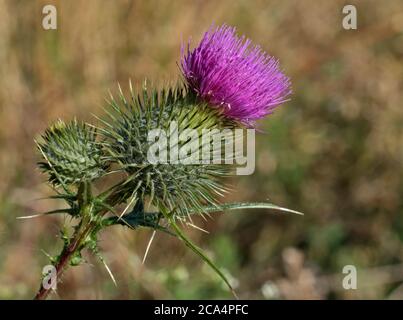 Spear Thistle (circium vulgare) Foto Stock