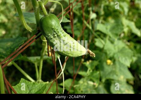 Un cetriolo cresce in un orto su uno sfondo sfocato di foglie verdi. I supporti della griglia sono visibili nelle vicinanze. Foto Stock