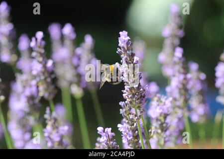 Ape su fiori di lavanda Foto Stock