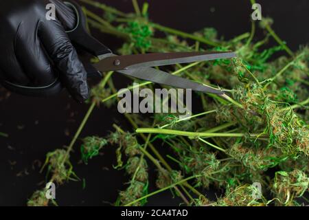 Industria del commercio della cannabis, germogli legali di marijuana medica. Mano con forbici che rifilano pianta secca di erbacce Foto Stock