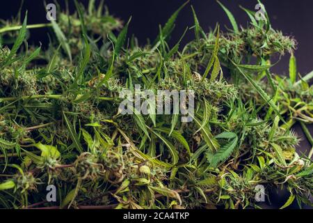 Piante di cannabis su sfondo nero. Le gemme di marijuana medica da vicino. Erbacce organiche crescere Foto Stock