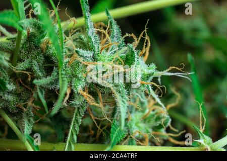 Foto ravvicinata delle gemme di cannabis. Marijuana macro shot. THC cristalli trichomes. Foto Stock