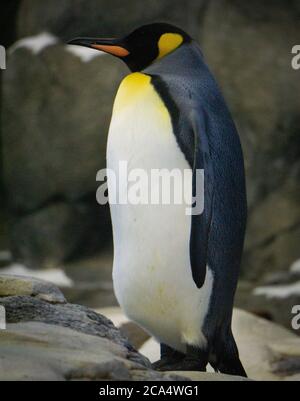 King Penguin Calgary Zoo Alberta Foto Stock