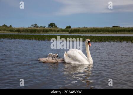 Mute Swan; Cygnus olor; Adulti e Cignets; Hickling Broad; Norfolk; UK Foto Stock