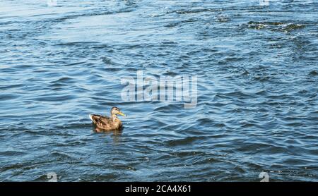 L'anatra lone nuota nel fiume con una forte corrente Foto Stock