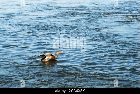L'anatra lone nuota nel fiume con una forte corrente Foto Stock