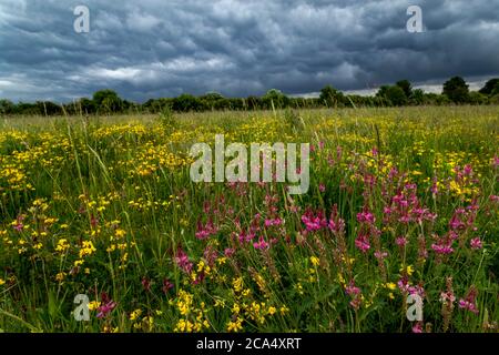 Winterbourne Down RSPB; Meadow; Salisbury Plain; UK Foto Stock