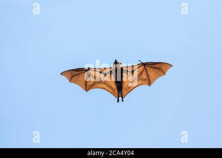 Seychelles Fruit Bat; Pteropus seychellensis; Flying; Seychelles Foto Stock