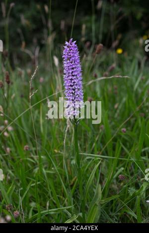 Orchidea spottata comune (Dactylorhiza fuchsia) un fiore selvatico inglese Foto Stock