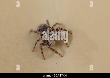 Zebra Spider (Salticus scenicus) Foto Stock