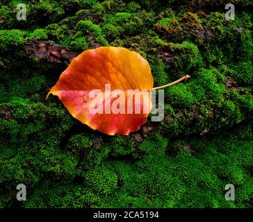 Singola foglia d'autunno che giace sul muschio Foto Stock