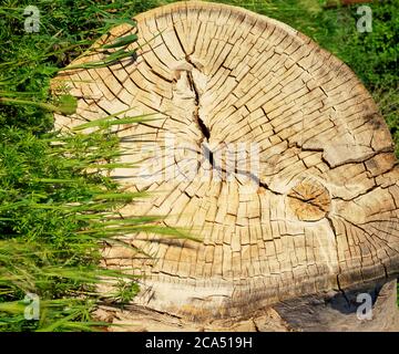 Anelli di albero spaccati su ceppo di albero abbattuto Foto Stock