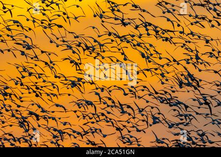 Flock of Snow Geese (Anser caerulescens) a mezz'aria contro il cielo illuminato da sole, Marion Co., Illinois, USA Foto Stock
