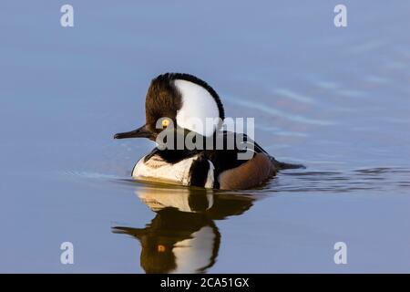 Merganser con cappuccio (Lophodytes cucullatus) maschio in zona umida, Marion Co., Illinois, Stati Uniti Foto Stock