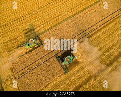 Vista del campo di grano durante il raccolto, Marion Co., Illinois, USA Foto Stock