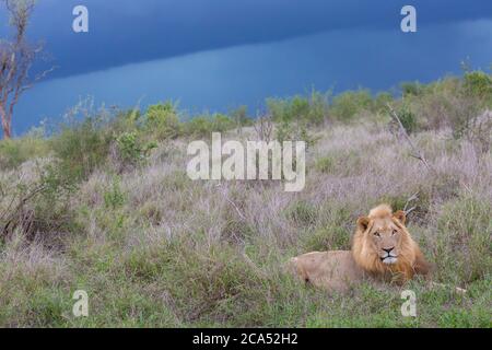 Leone maschile nel Parco Nazionale di Hlane prima della tempesta pesante, provincia di Lubombo, Eswatini, africa meridionale Foto Stock