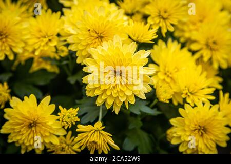 Una fotografia a cornice completa di fiori di crisantemo gialli luminosi in un giorno di sole autunno Foto Stock