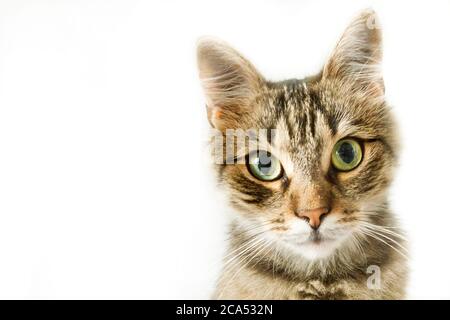 Ritratto di gatto shorthair europeo Foto Stock