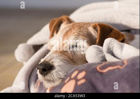 Cane anziano che dorme al sole Foto Stock