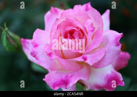 Rosa Rosa con delicati petali e germogli, bella rosa con germoglio in giardino, rosa rosa macro, fiore di primavera, bellezza in natura, foto floreale, macro foto Foto Stock