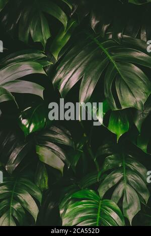 Struttura di sfondo del fogliame tropicale della giungla con foglie di Monstera di colore verde scuro. Foto Stock