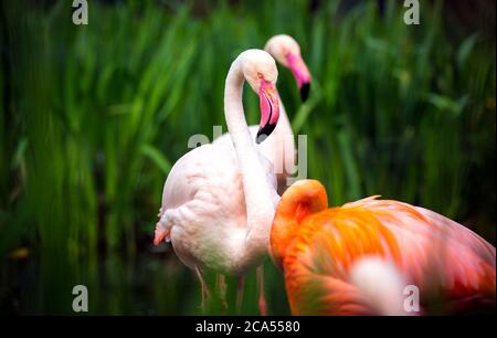 Flamingo uccello primo piano profilo vista, bellissimo piumaggio, testa, lungo neg, becco, occhio nei suoi dintorni e l'ambiente con sfondo d'acqua, schizzi i Foto Stock