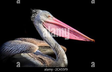 Marrone Pelican Pelecanus occidentalis scuotere l'acqua dalle piume con alette di flapping, gocce d'acqua scintillante. Foto Stock