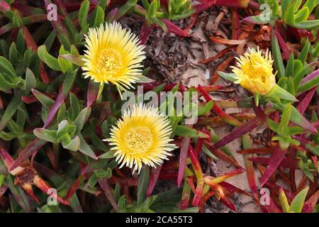 Specie vegetali invasive naturalizzate in Europa: Carpobrotus edulis (Hottentot-fico o pianta di ghiaccio) succulente. Foto Stock