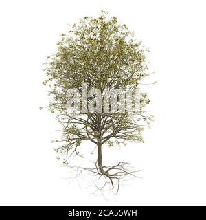 albero con un sacco di foglie verdi e radici esposte - isolato su uno sfondo bianco Foto Stock