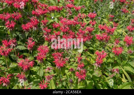 Estate fioritura Bright Red Bergamot Flowers (Monarda 'Gardenview Scarlet') che cresce in un confine erbaceo in un Country Cottage Garden in Devon Rurale Foto Stock