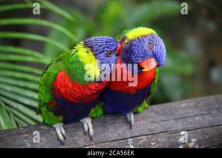 Pappagalli di lorikeet dell'arcobaleno nel giardino botanico di Deshaies, isola di Guadalupa. Foto Stock