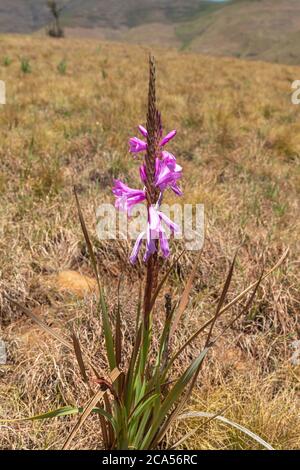 Watsonia lepida nel Golden Gate Highlands National Park, Freestate, Sud Africa Foto Stock